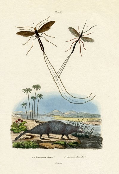 Mangouste, 1833-39 - French School